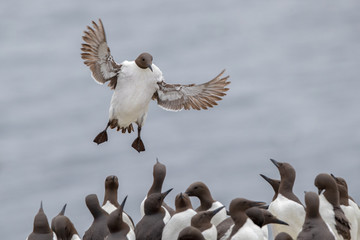 Guillemot Flying