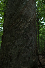 detail of very old pine