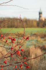 Hagebutte auf den Elbwiesen