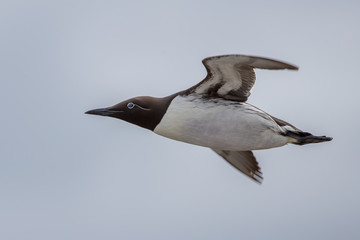 Guillemot Flying