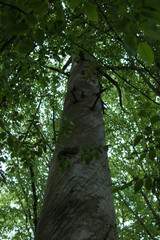 Fototapeta premium detail of very old pine