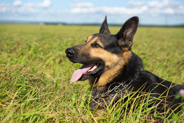German shepherd of different colors on the green grass are sitting. A well-bred dog in the meadow walks and runs.