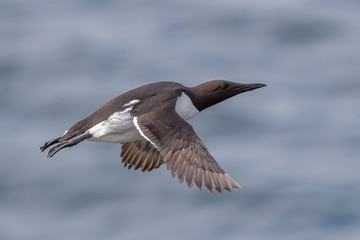 Guillemot Flying