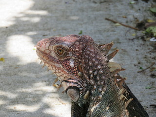 Iguana head close up with salmon color