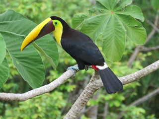 Black-mandibled toucan resting on tree branch at Lapa Rios lodge in Costa Rica