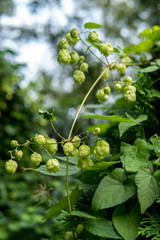 detail of common hop plant