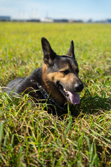 German shepherd of different colors on the green grass are sitting. A well-bred dog in the meadow walks and runs.