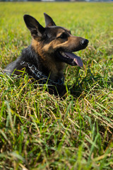 German shepherd of different colors on the green grass are sitting. A well-bred dog in the meadow walks and runs.