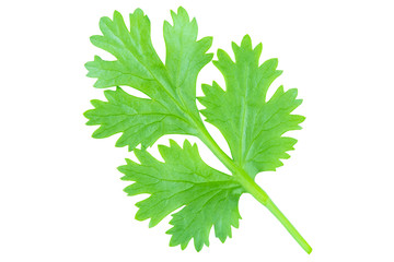 Coriander leaf isolated on white background with clipping path