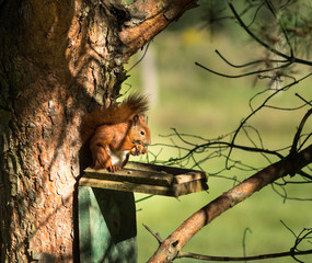  red squirrel on a pine tree