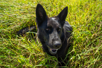 German shepherd of different colors on the green grass are sitting. A well-bred dog in the meadow walks and runs.