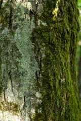 green moss on tree trunk