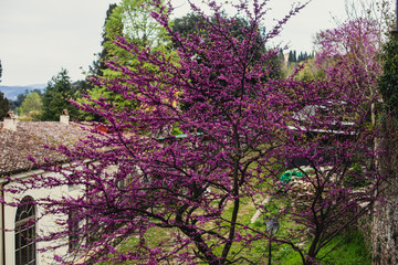 View of Boboli Gardens in Florence, Italy, with sculptures, blooming trees and flowers