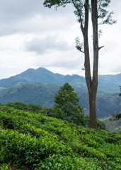 Obraz premium Beautiful scenery of tea plantations with mountains in the background