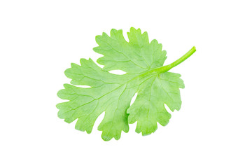 Coriander leaf isolated on white background with clipping path