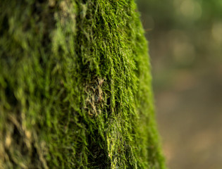 green moss on tree trunk