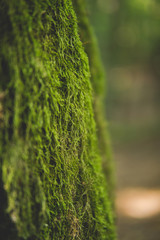 green moss on tree trunk