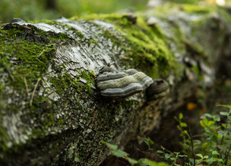 birch tree covered with green moss and polypore