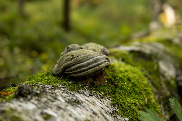 birch tree covered with green moss and polypore