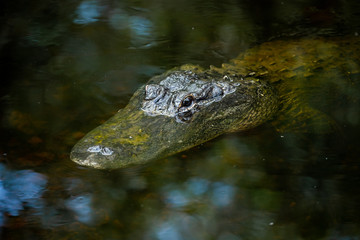 Alligator head. Everglades National Park. Florida. USA. 