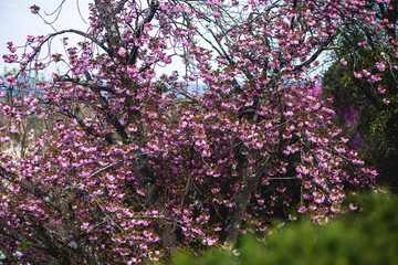 View of Boboli Gardens in Florence, Italy, with sculptures, blooming trees and flowers