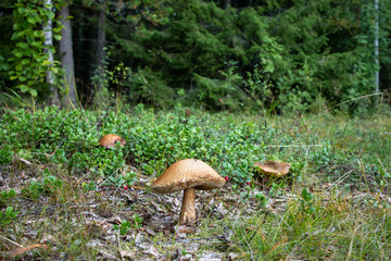 Fototapeta premium White big mushroom in wild fur green forest background. Organic food ingredient in wild nature