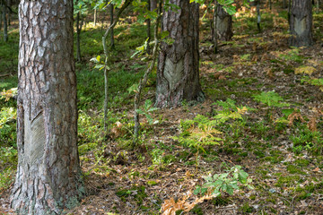 process of obtaining rosin