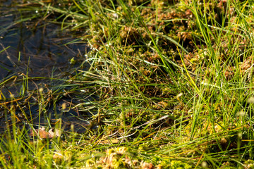 shore of a dystrophic lake