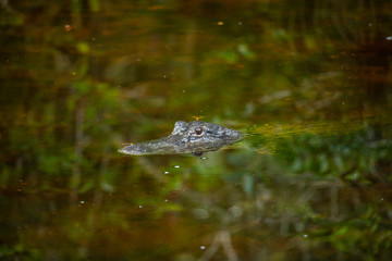 Alligator head. Everglades National Park. Florida. USA. 