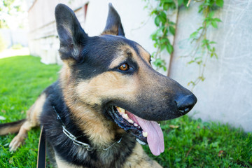 German shepherd of different colors on the green grass are sitting. A well-bred dog in the meadow walks and runs.