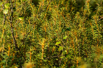 Lycopodium annotinum inside of a forest