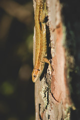 close up of a male of a Sand lizard