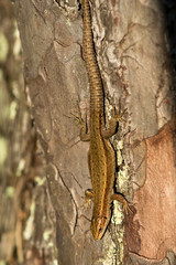 close up of a male of a Sand lizard