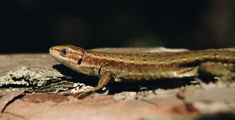 close up of a male of a Sand lizard