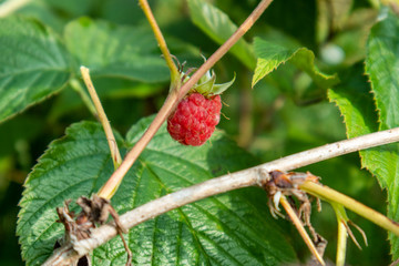 Red raspberry with green leaves wild berries botany macro close up. 