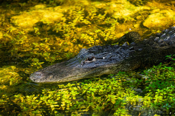 Alligator head. Everglades National Park. Florida. USA. 