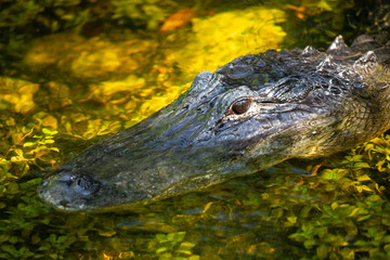 Fototapeta premium Alligator head. Everglades National Park. Florida. USA. 