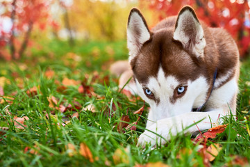 A pensive sad dog shyly hides his nose, lies on the grass of autumn orange leaves, looking ahead,...