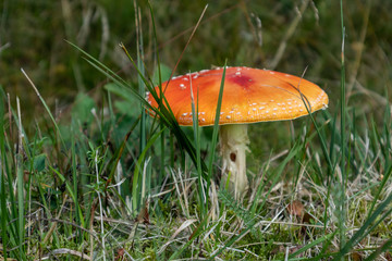 Red poisonous mushroom in green grass macro. Dangerous amanita plant fungi close-up in nature environment