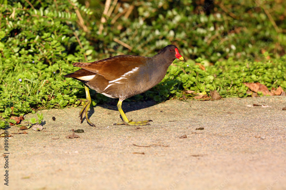 Sticker The common moorhen (Gallinula chloropus) also known as the waterhen, the swamp chicken walks in the green grass. Common gallinule on shore.