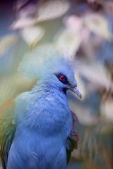 The western crowned pigeon, also known as the common crowned pigeon or blue crowned pigeon (Goura cristata), portrait with brown background.