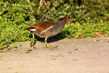The common moorhen (Gallinula chloropus) also known as the waterhen, the swamp chicken walks in the green grass. Common gallinule on shore.