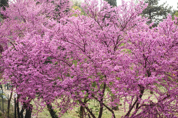 View of Boboli Gardens in Florence, Italy, with sculptures, blooming trees and flowers