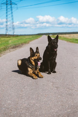 German shepherd of different colors on the green grass are sitting. A well-bred dog in the meadow walks and runs.