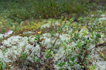 Wild northern deep finnish forest nature colorful moss and grass deep close-up macro beautiful background. 