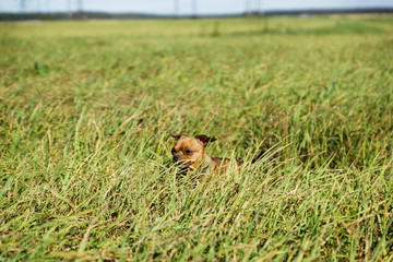 Little dog Toy terrier with character. Walks on a meadow and on green grass at sunny day. Brown
