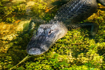 Alligator head. Everglades National Park. Florida. USA. 