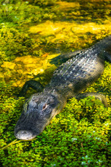 Alligator head. Everglades National Park. Florida. USA. 