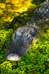 Alligator head. Everglades National Park. Florida. USA. 