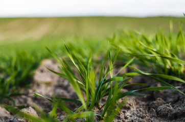 Young wheat seedlings growing on a field in autumn. Young green wheat growing in soil. Agricultural proces. Close up on sprouting rye agriculture on a field sunny day with blue sky. Sprouts of rye.